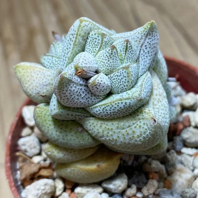 SH35236 Crassula deceptor, seedling -Rooiberg-