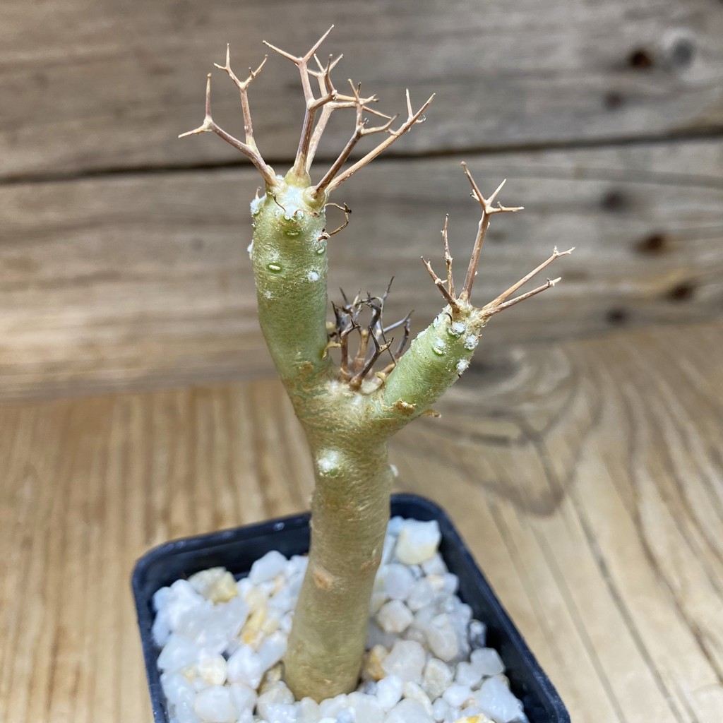 SH35285 Othonna euphorbioides