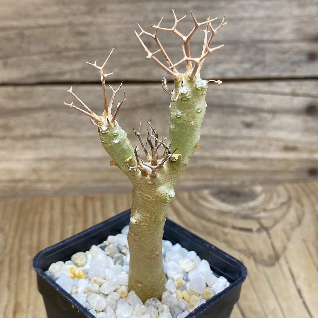 SH35285 Othonna euphorbioides - Image 2