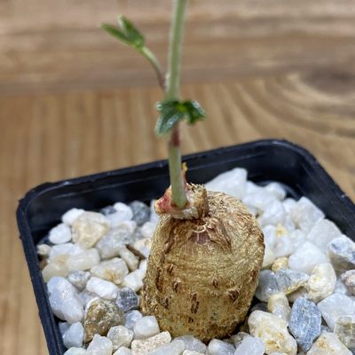 SH35286 Adenia stenodactyla