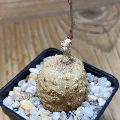 SH35287 Adenia stenodactyla