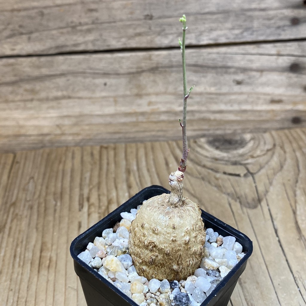 SH35287 Adenia stenodactyla - Image 2