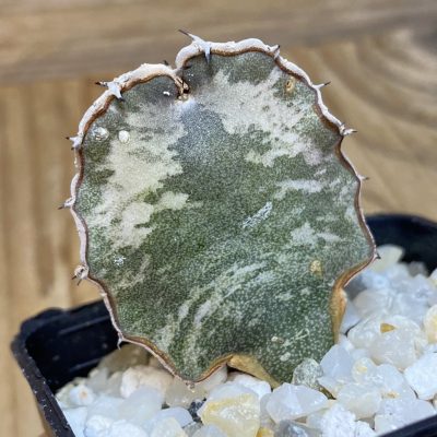 SH35288 Euphorbia robecchii