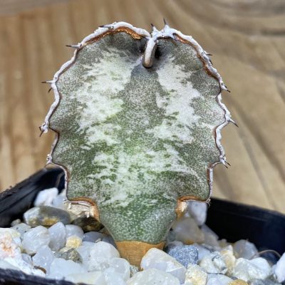 SH35289 Euphorbia robecchii