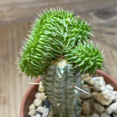 SH35291 Euphorbia susannae f. cristata, grafted