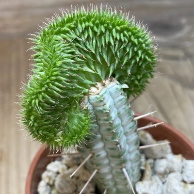 SH35292 Euphorbia susannae f. cristata, grafted