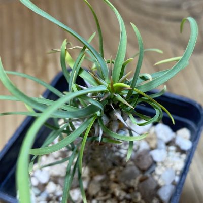 SH35293 Euphorbia gottlebei
