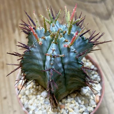 SH35294 Euphorbia horrida