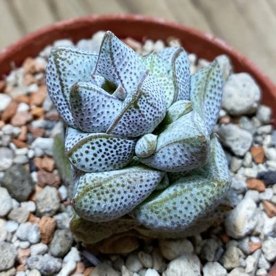 SH35237 Crassula deceptor, seedling -Rooiberg-