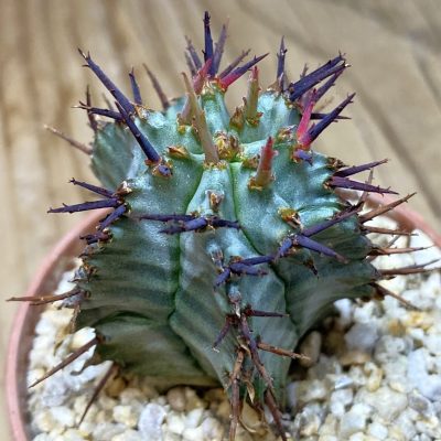 SH35295 Euphorbia horrida