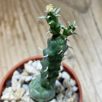 SH35296 Euphorbia globosa