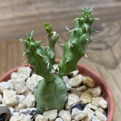 SH35297 Euphorbia globosa