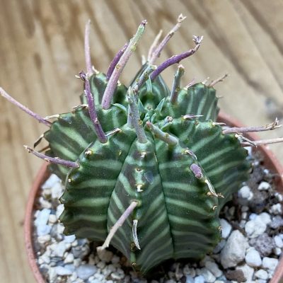 SH35298 Euphorbia valida, seedling