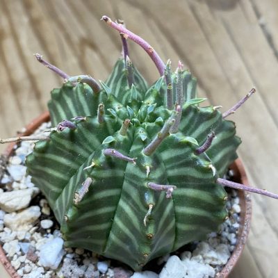 SH35299 Euphorbia valida, seedling