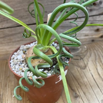 SH35300 Albuca spiralis