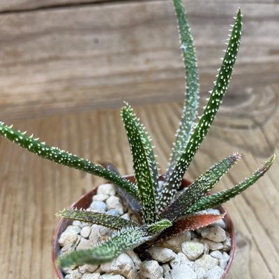 SH35301 Aloe delicatifolia, seedling, 2 plants