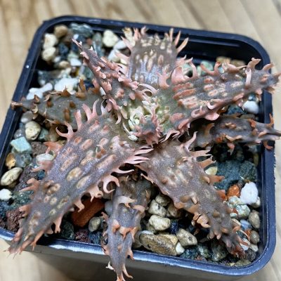 SH35302 Aloe TCT hybrid