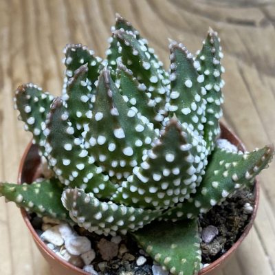 SH35303 Haworthia pumila -Japan-, compact form