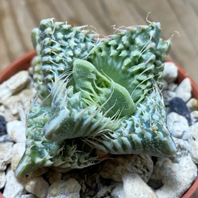 SH35304 Faucaria tuberculosa, seedling -Japan-
