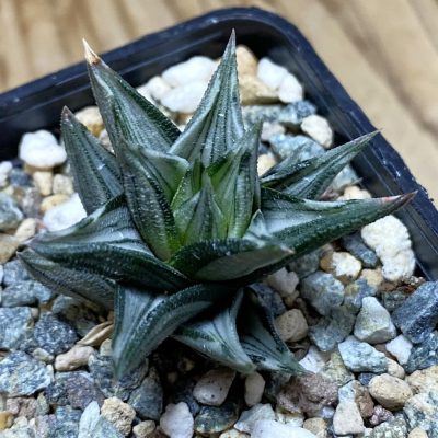 SH35305 Haworthia tortuosa f. variegata