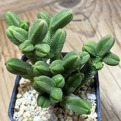 SH35238 Crassula pyramidali