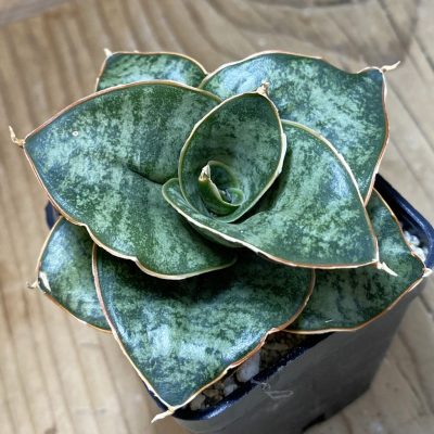 SH35306 Sansevieria ‘Zaza’ hybrid