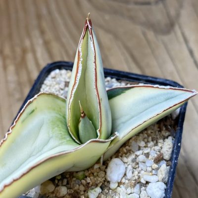 SH35307 Sansevieria robusta ‘White’