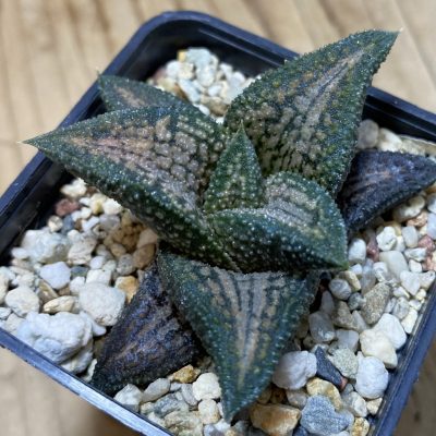 SH35308 Haworthia 'Kintaikyo'