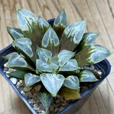 SH35309 Haworthia 'Love Heart'