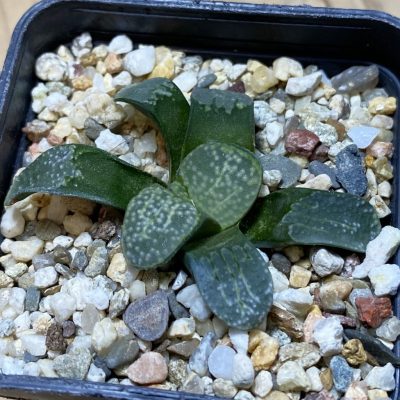SH35310 Haworthia groenewaldii