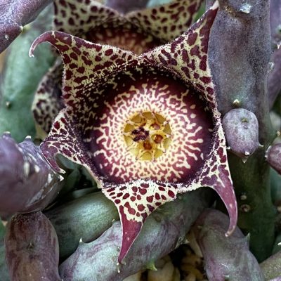 SH35311 Orbea hardyi