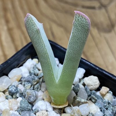 SH35312 Odontophorus angustifolius