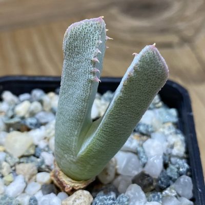 SH35313 Odontophorus angustifolius