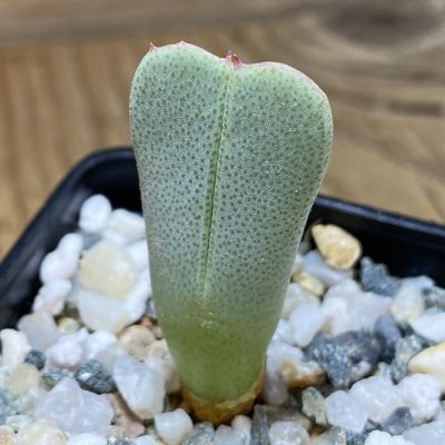 SH35314 Cheiridopsis albirosea SB 722