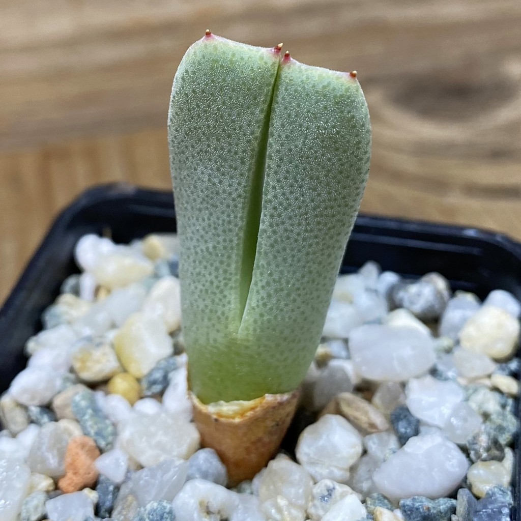 SH35315 Cheiridopsis albirosea SB 722