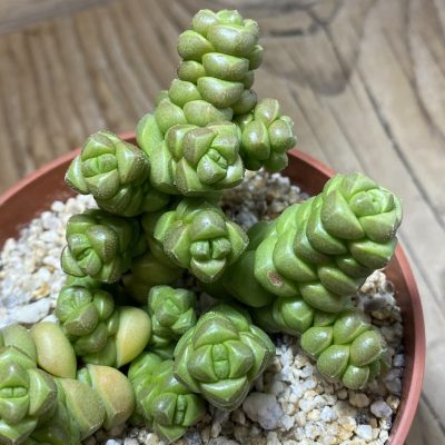 SH35239 Crassula marchandii