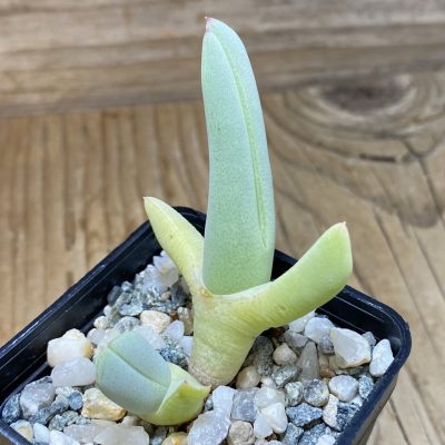 SH35319 Cheiridopsis candidissima