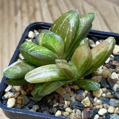 SH35320 Haworthia 'Gold Rush'
