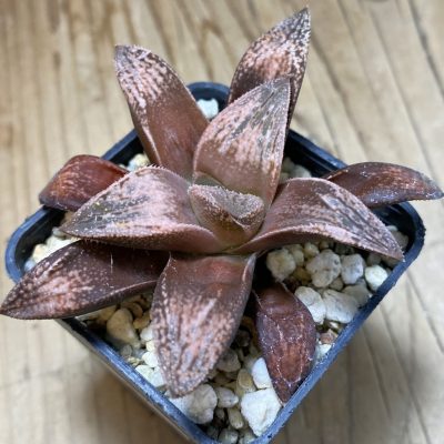 SH35321 Haworthia splendens 'Hakuja'