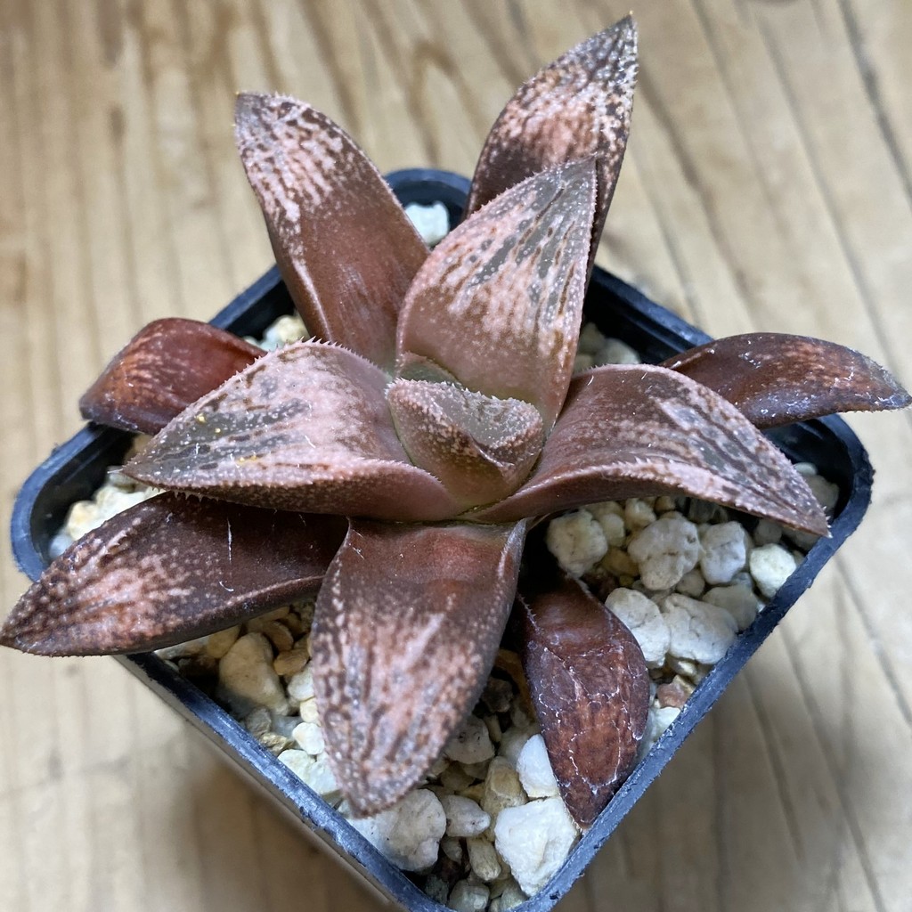 SH35321 Haworthia splendens 'Hakuja'