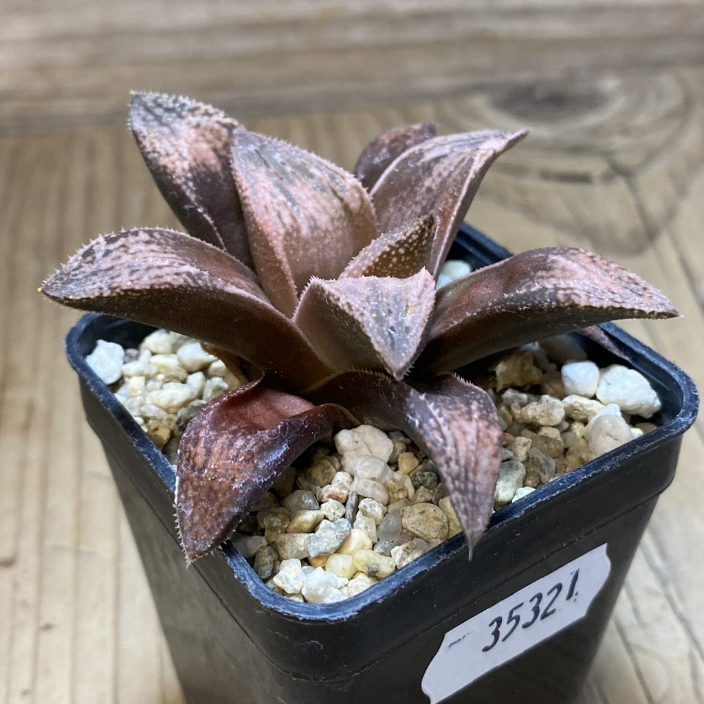 SH35321 Haworthia splendens 'Hakuja' - Image 2