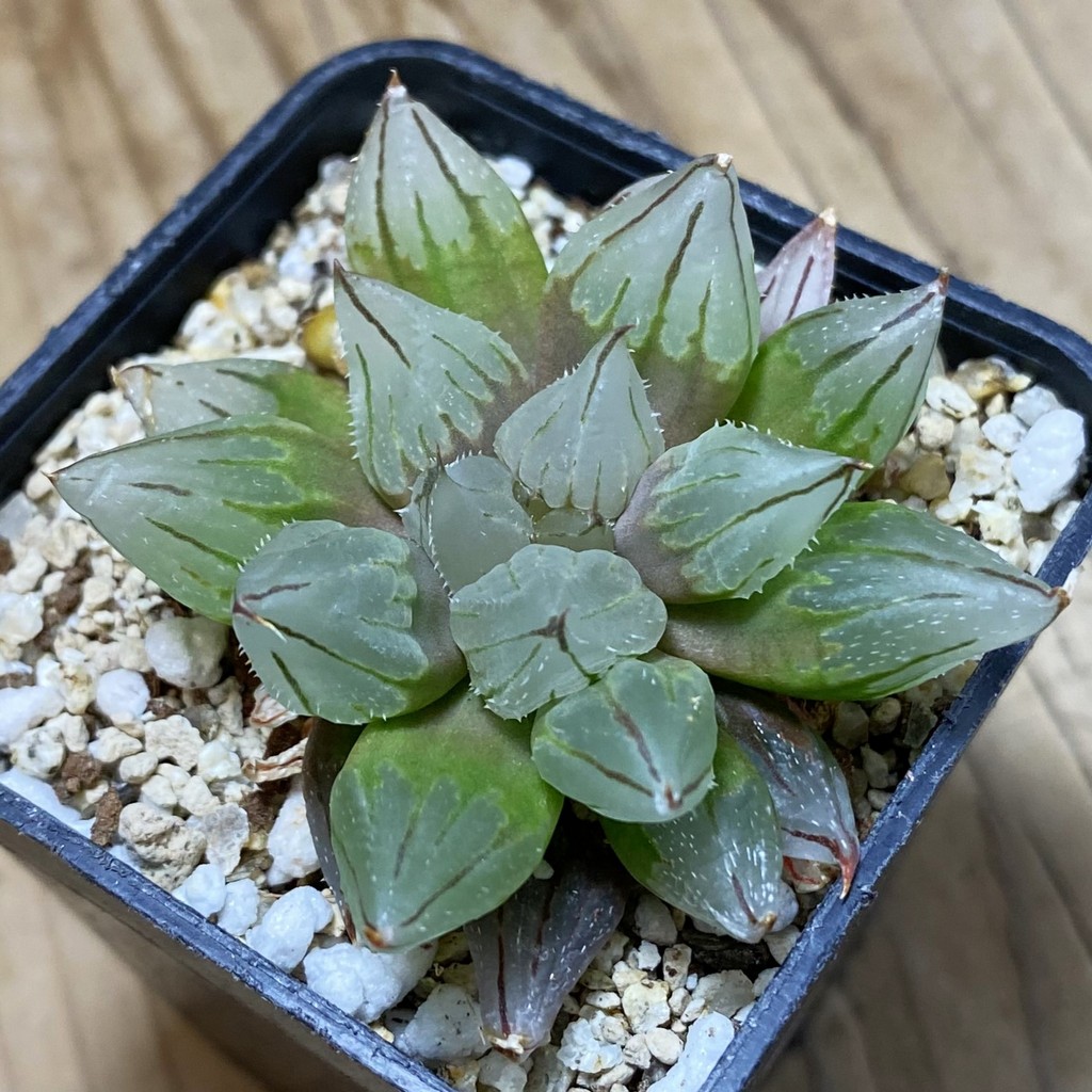 SH35322 Haworthia cooperi 'West Asia Tsuen'
