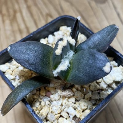 SH35323 Ariocarpus retusus ‘Three Finger’, own roots seedling