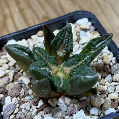SH35324 Ariocarpus kotschoubeyanus v. elephantidens x Ariocarpus fissuratus ‘Godzilla’, own roots seedling