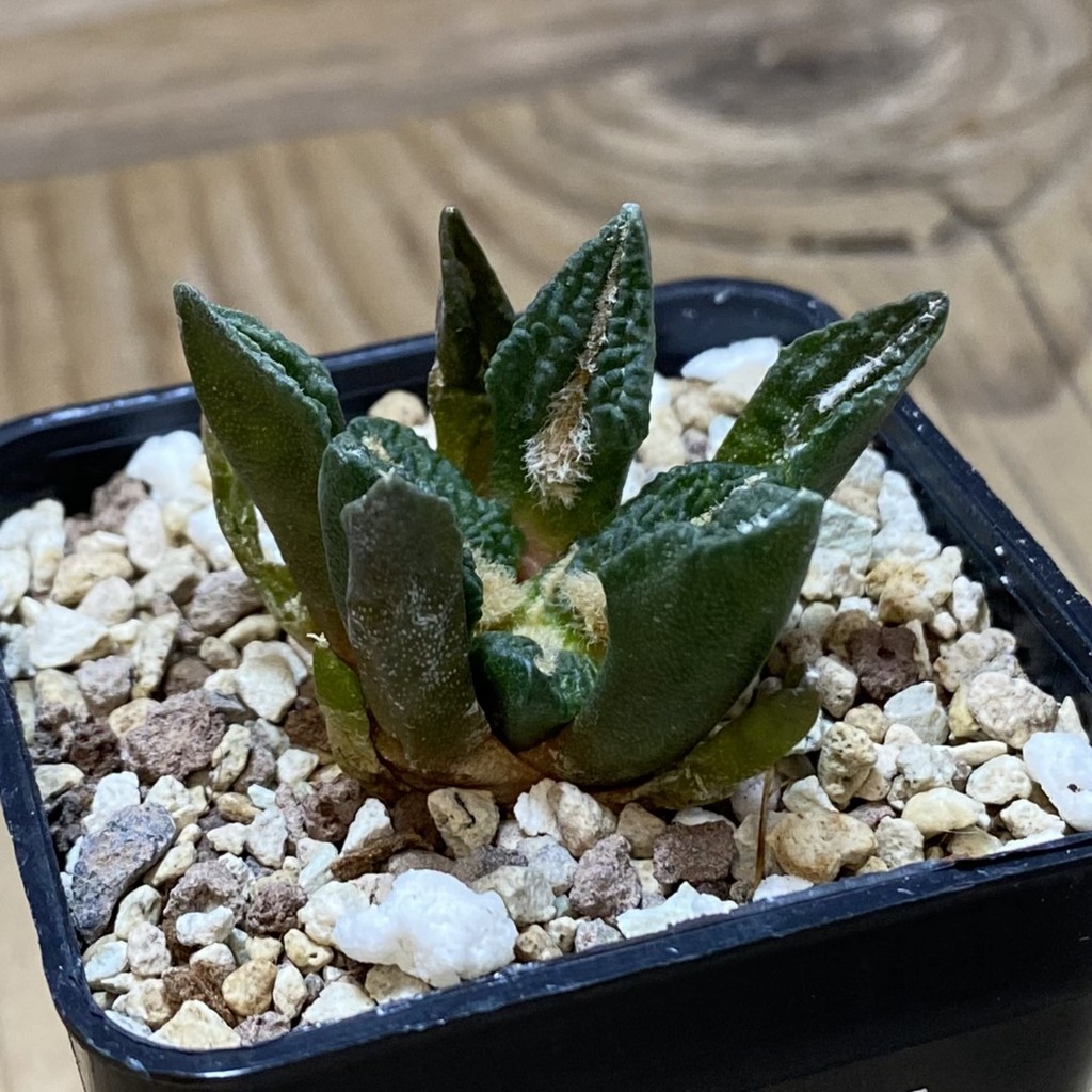 SH35324 Ariocarpus kotschoubeyanus v. elephantidens x Ariocarpus fissuratus ‘Godzilla’, own roots seedling - Image 2