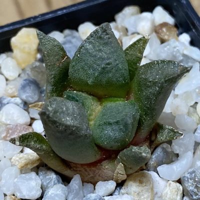 SH35325 Ariocarpus lloydii