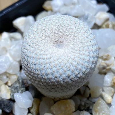 SH35326 Epithelantha bokei MMR 287