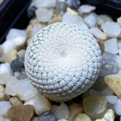 SH35327 Epithelantha bokei MMR 287
