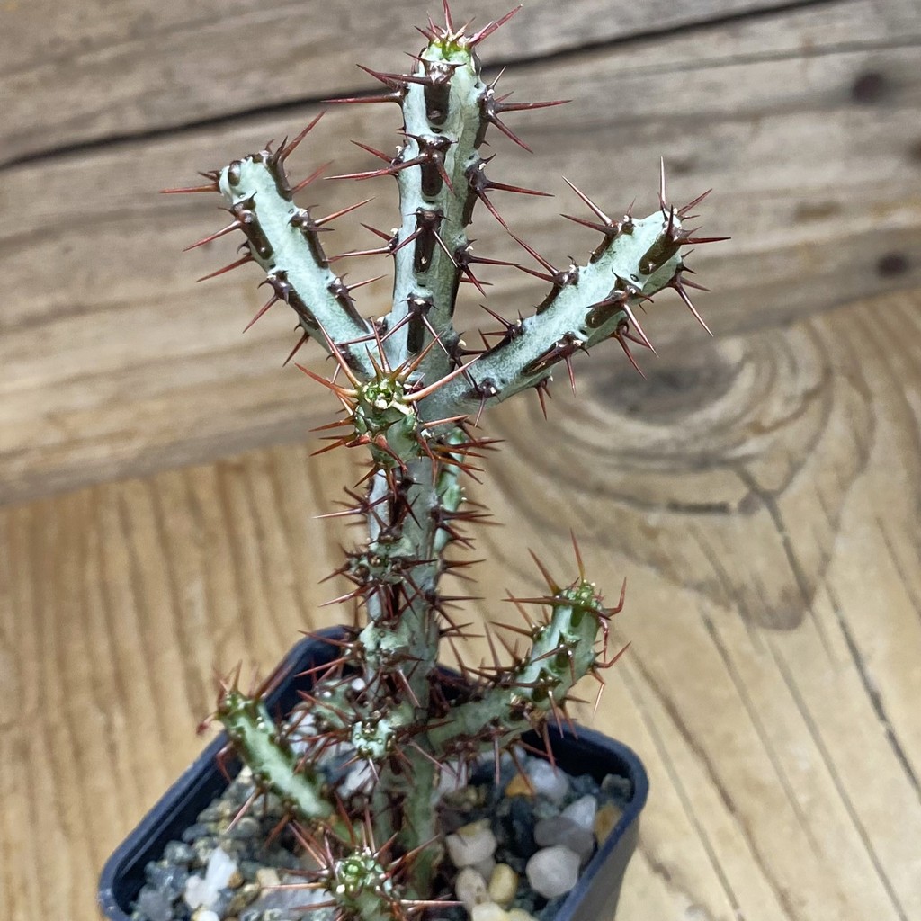 SH35240 Euphorbia aeruginosa