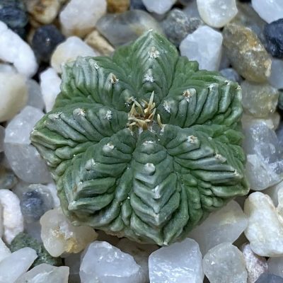 SH35328 Aztekium ritteri VM 619, seedling